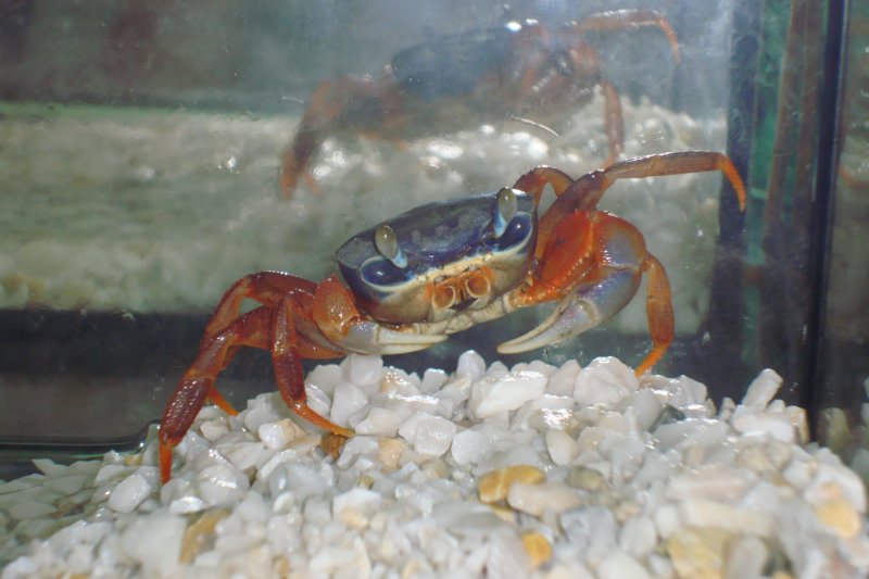 Krabale